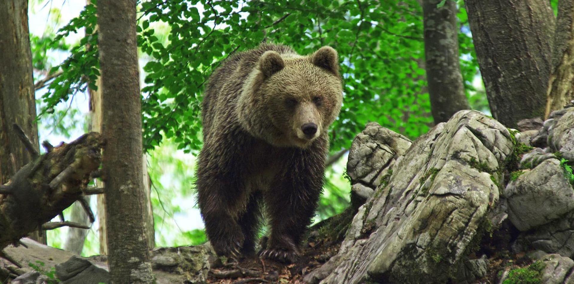 Cherry House - Cosy House - Ideal For Bear Watching, In The Neighborhood Of The Medieval Sneznik Castle Stari Trg pri Lozu Εξωτερικό φωτογραφία